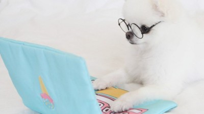 댕댕이를 위한 꿀템! 🐶 강아지노트북 특가 할인 정보 공유해요!