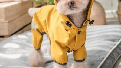 놓치면 후회! 딩동펫비옷 솔직 후기 & 꿀팁 대방출 🐶☔️